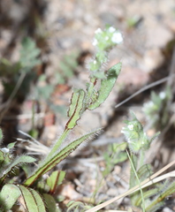 Plagiobothrys arizonicus