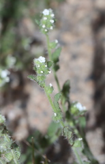 Plagiobothrys arizonicus