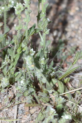 Plagiobothrys arizonicus