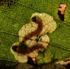 Atemelia torquatella