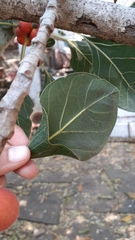 Ficus krishnae