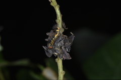 Erebidae