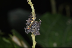 Erebidae