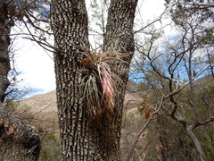 Tillandsia erubescens