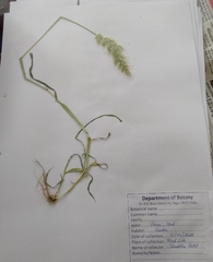 Polypogon interruptus