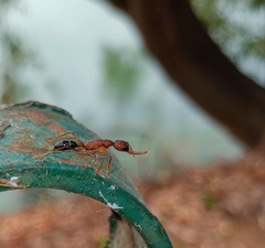 Harpegnathos saltator