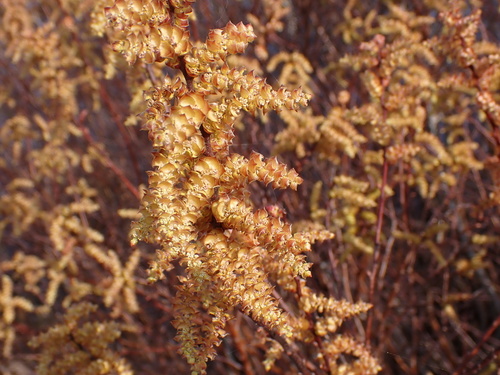 Myrica gale iNat (3)