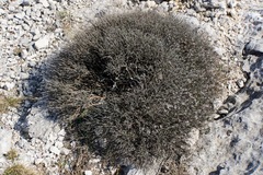 Moltkia petraea