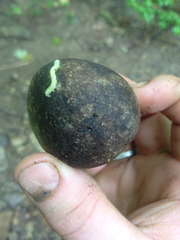 Paleacrita merriccata