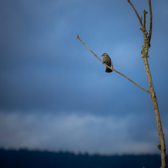 Agelaius phoeniceus caurinus