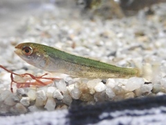 Hexagrammos otakii