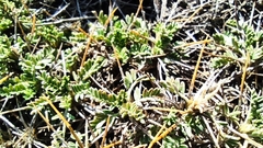 Astragalus angustifolius balcanicus