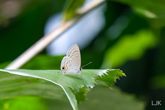 Catochrysops panormus exiguus