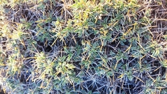 Astragalus angustifolius balcanicus
