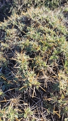 Astragalus angustifolius balcanicus