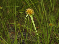 Rhynchospora heterochaeta