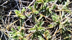 Astragalus angustifolius balcanicus