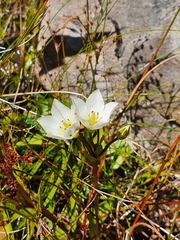 Gentianella montana montana