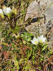 Gentianella montana montana