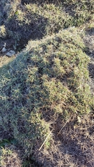 Astragalus angustifolius balcanicus