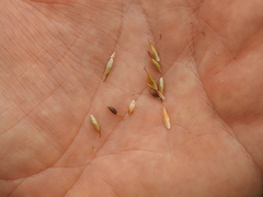 Rhynchospora heterochaeta