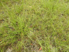 Rhynchospora heterochaeta