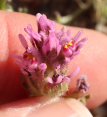 Castilleja exserta