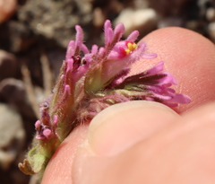 Castilleja exserta