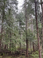 Arceuthobium douglasii