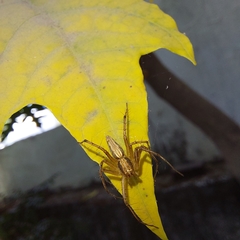 Araneae