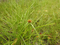 Rhynchospora heterochaeta