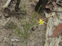 Tricoryne muricata