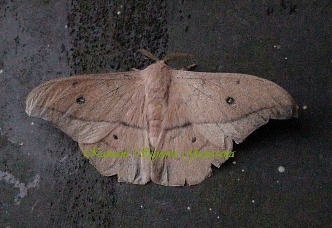 Cricula ceylonica