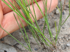 Tricoryne muricata