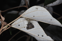 Lepidoptera