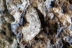 Coenotephria ablutaria