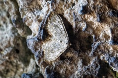 Coenotephria ablutaria