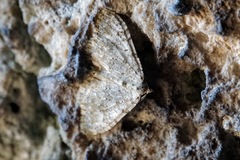 Coenotephria ablutaria