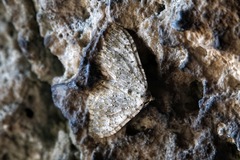 Coenotephria ablutaria