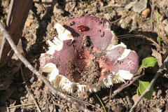 Russula lenkunya
