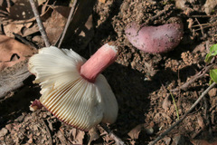 Russula lenkunya