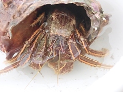 Clibanarius infraspinatus