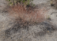 Eriogonum nummulare