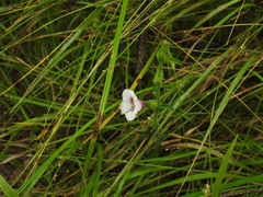 Centranthera cochinchinensis