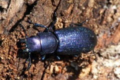 Temnoscheila caerulea