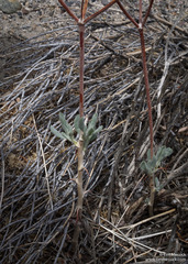 Eriogonum nummulare