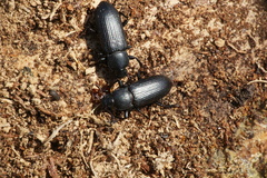 Menephilus cylindricus