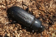 Menephilus cylindricus