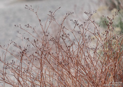 Eriogonum nummulare