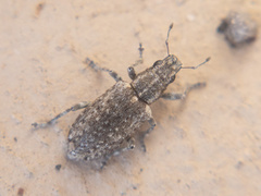 Sitona californius